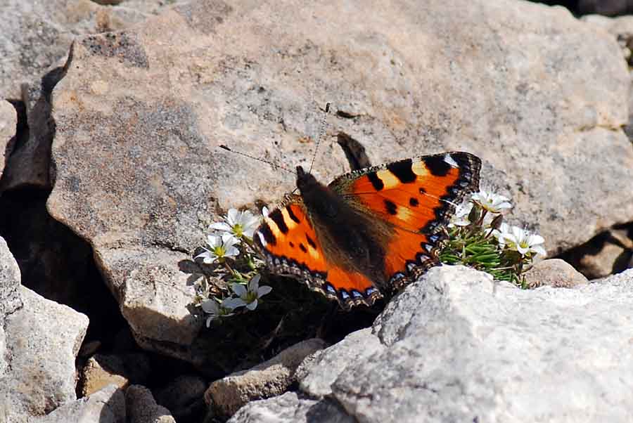 Fiore Lagazuoi da id.